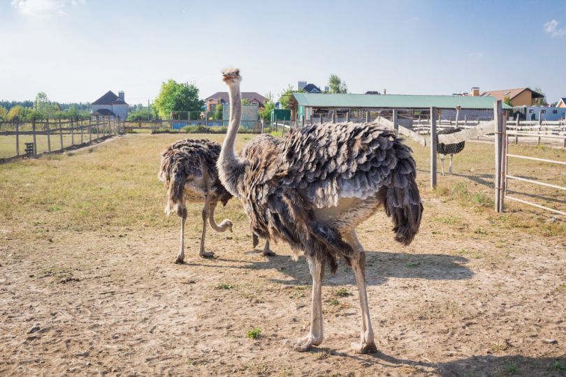 Ostrich farm in Odesa
