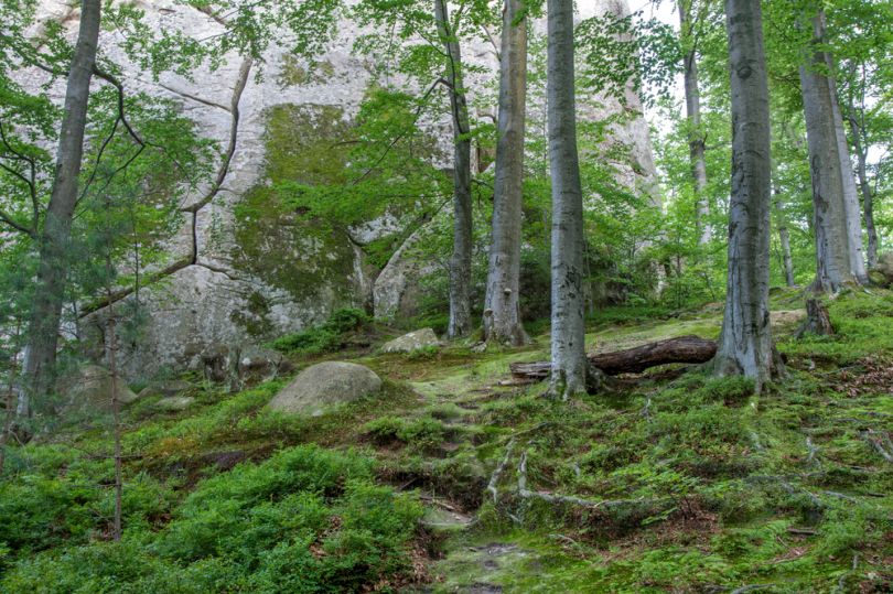 mysterious green forest