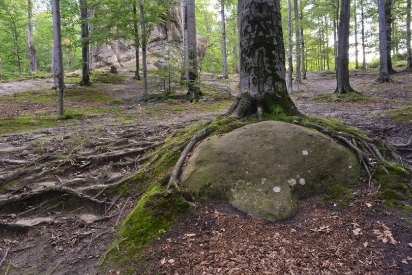 forest with trees, roots and stones on the ground