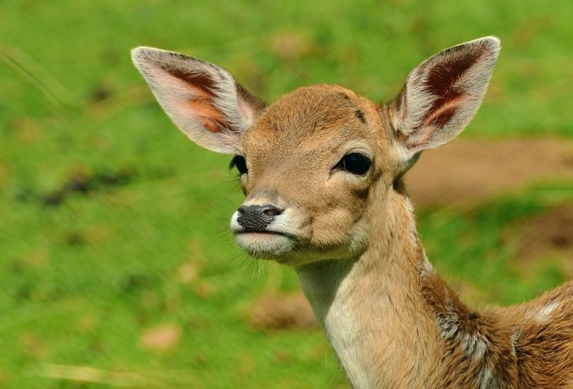 deer in woods