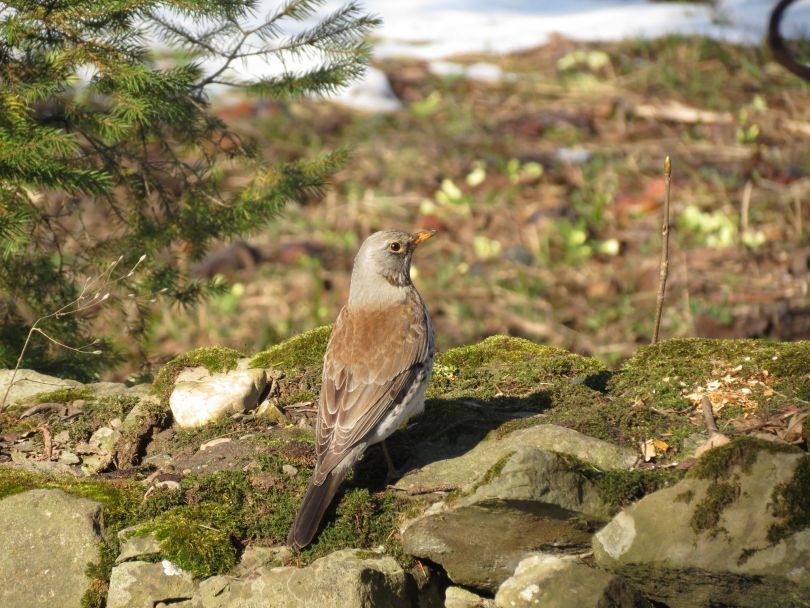 bird on stone in forest