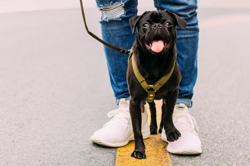 Cute pug on a leash