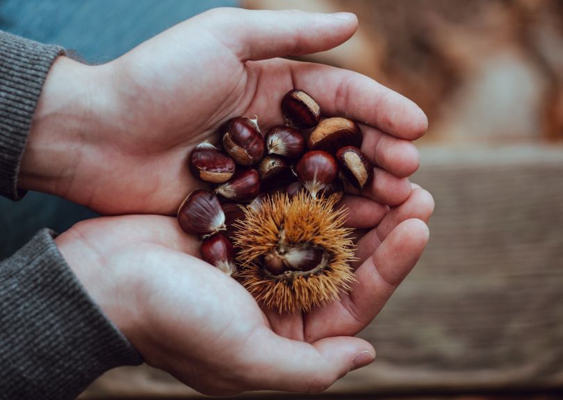 Man holding a bunch of chestnuts