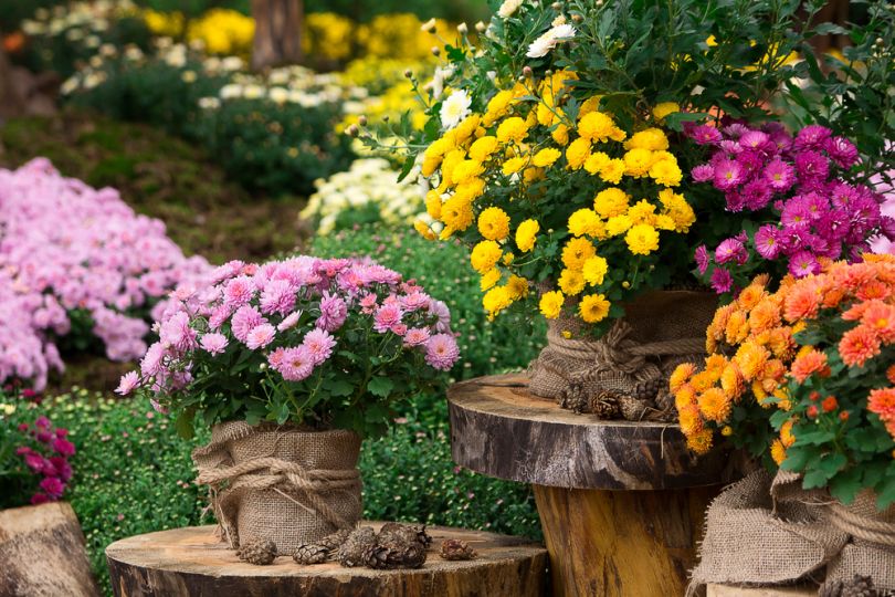 Chrysanthemum pots