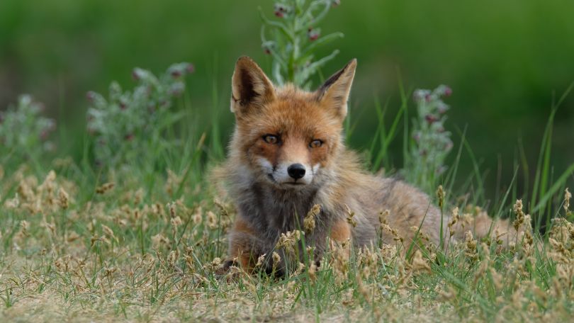 fox in grass