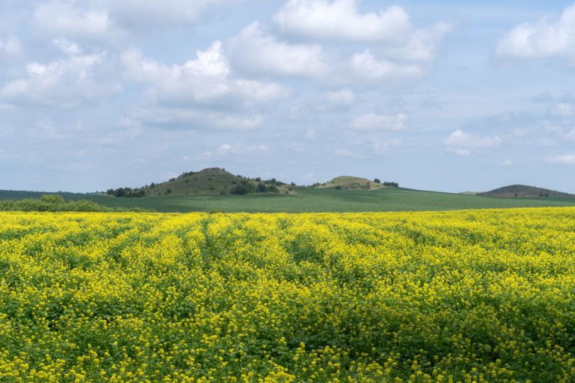 green field and mountain