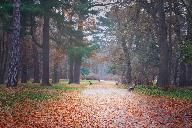 Oleksandriya Arboretum