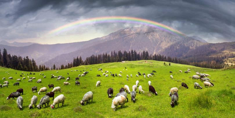 sheep in mountain valley