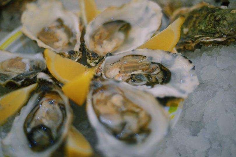 Close up photo of oysters