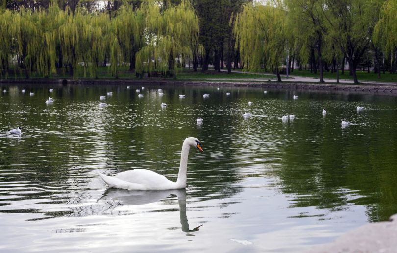 lake with swans