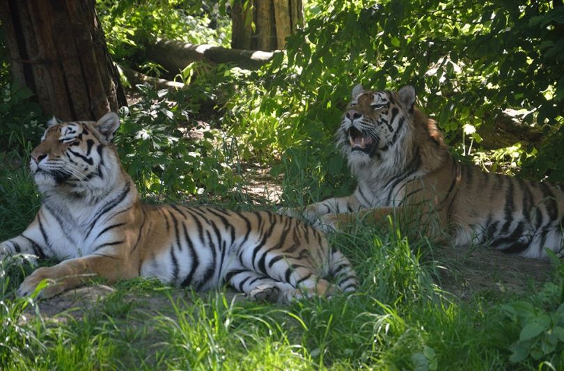 two tigers on grass