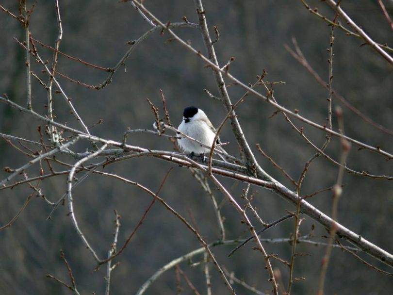 bird on a tree