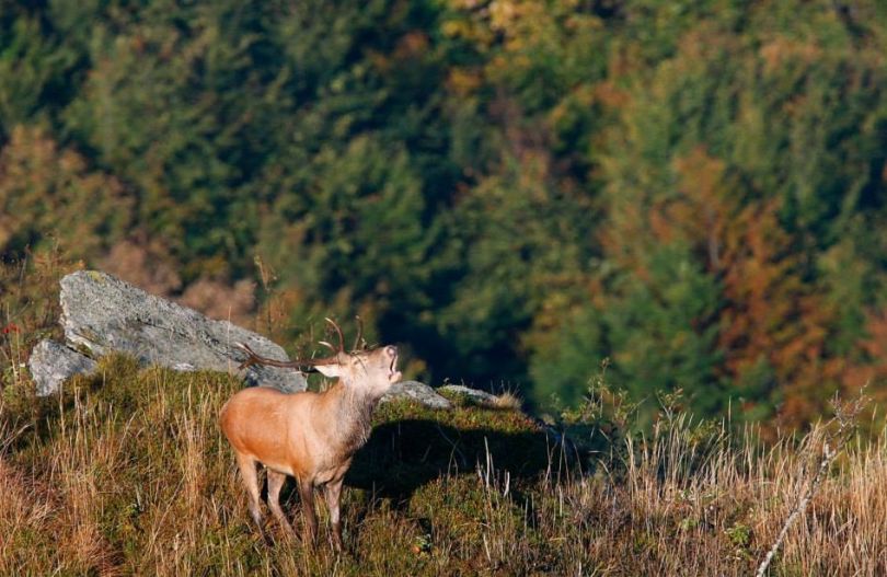 moose in mountains