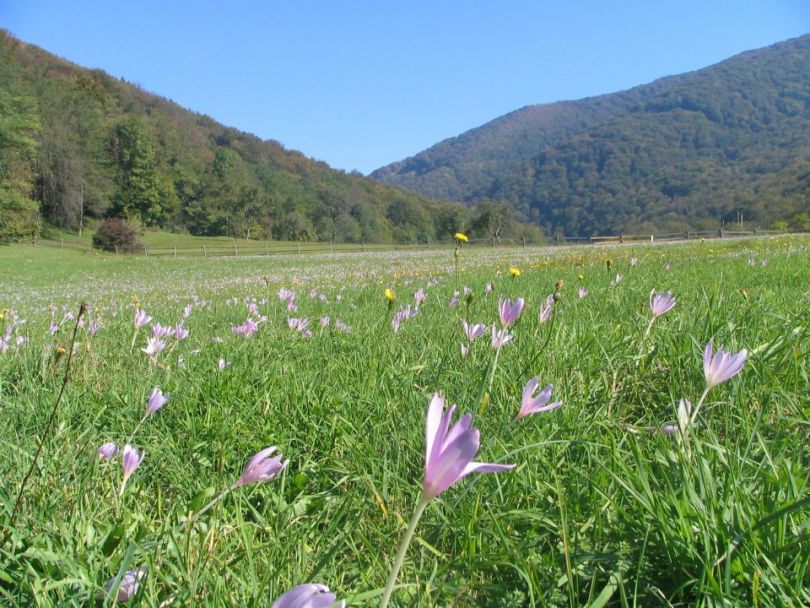 flowers blooming in mountains