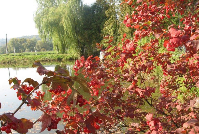 red bushes near lake