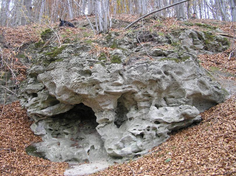 rocks in the forest