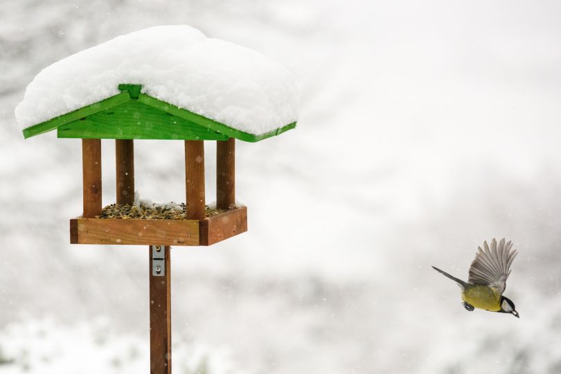 Bird flying away from the feeder