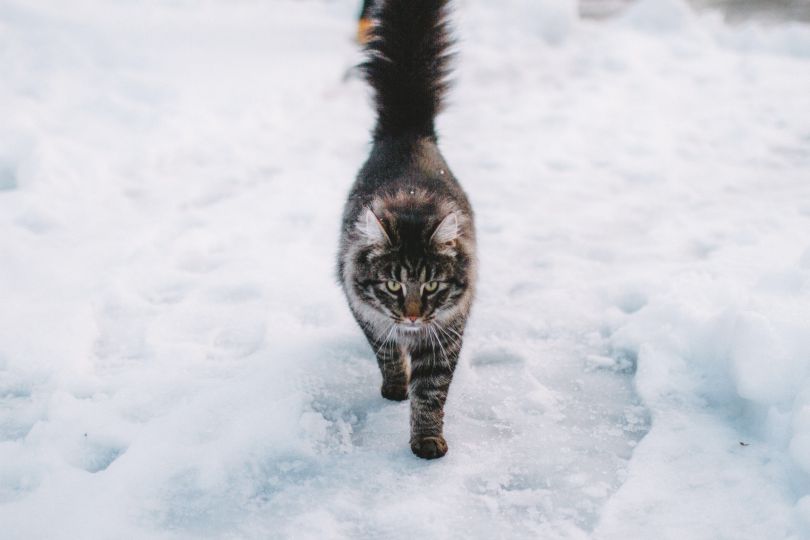 Cat walking in snow