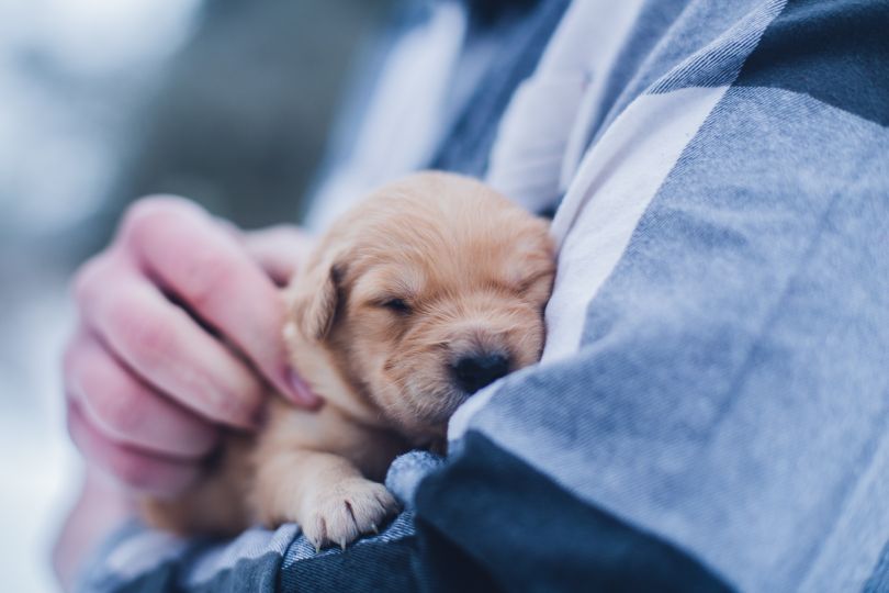 Person holding a small puppy