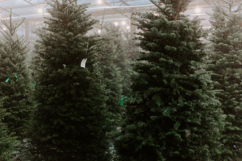 Christmas trees on sale