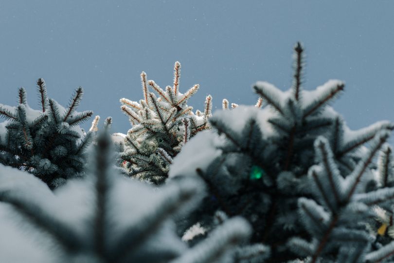 Christmas trees with snow on sale 