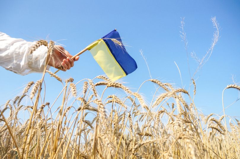 hand holding ukrainian flag over field of wheat
