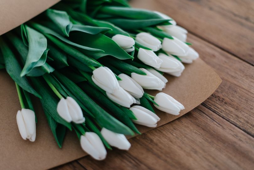 White tulips on the table