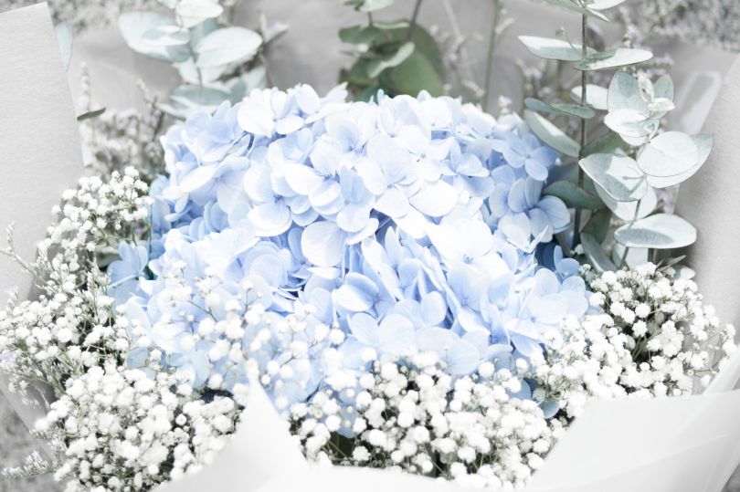 composition of white and blue flowewrs