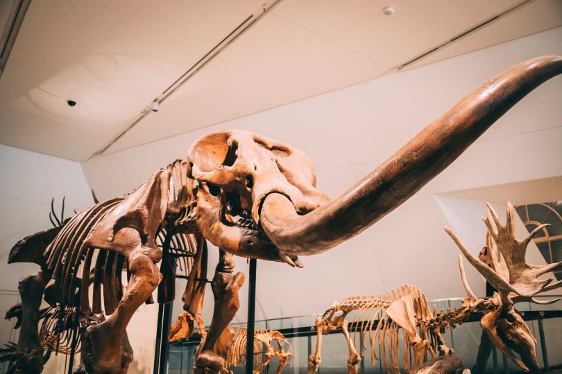 Mammoth skeleton in a museum