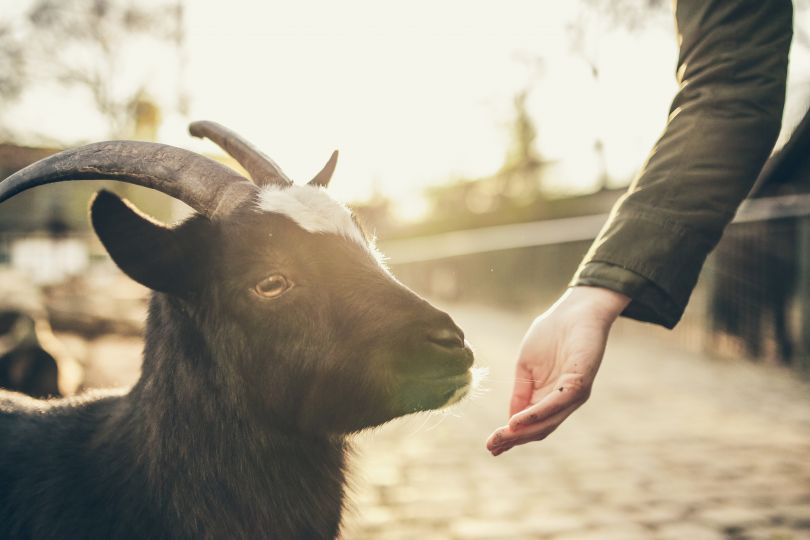 Curious black goat