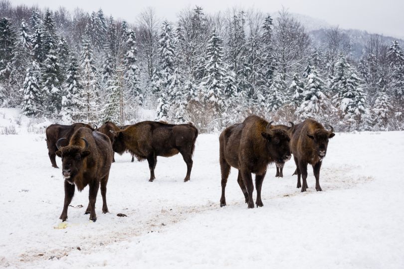 Bisons in Skole National Park